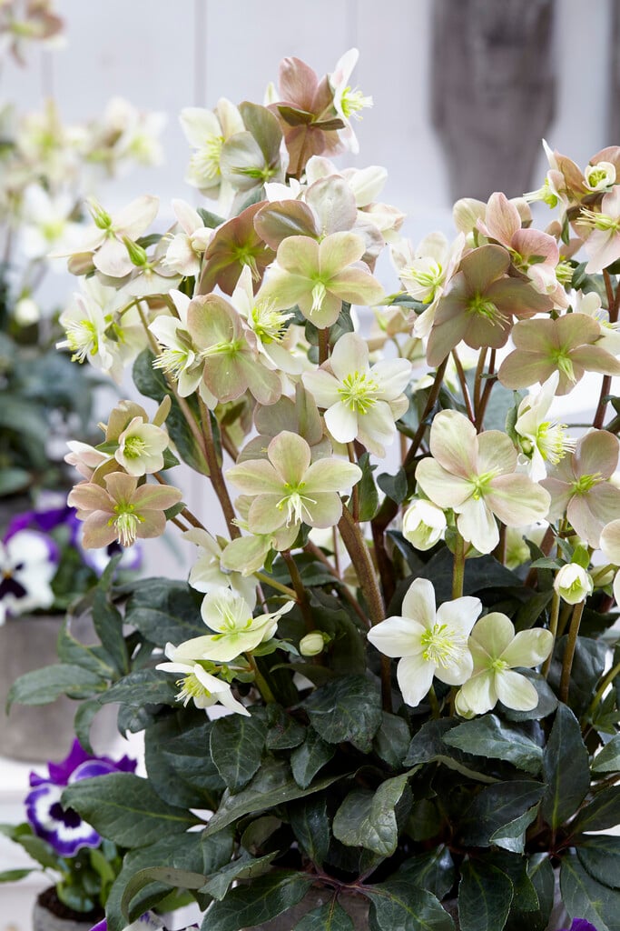 <i>Helleborus</i> × <i>ballardiae</i>