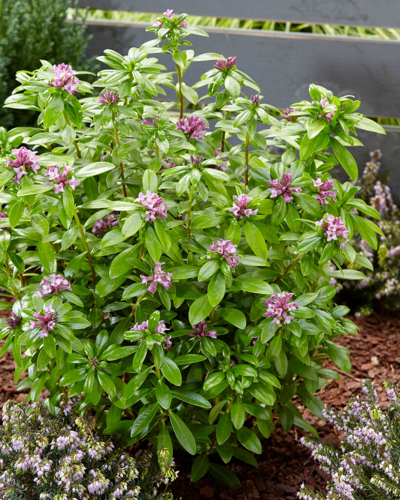 winter daphne 'Sweet Amethyst'