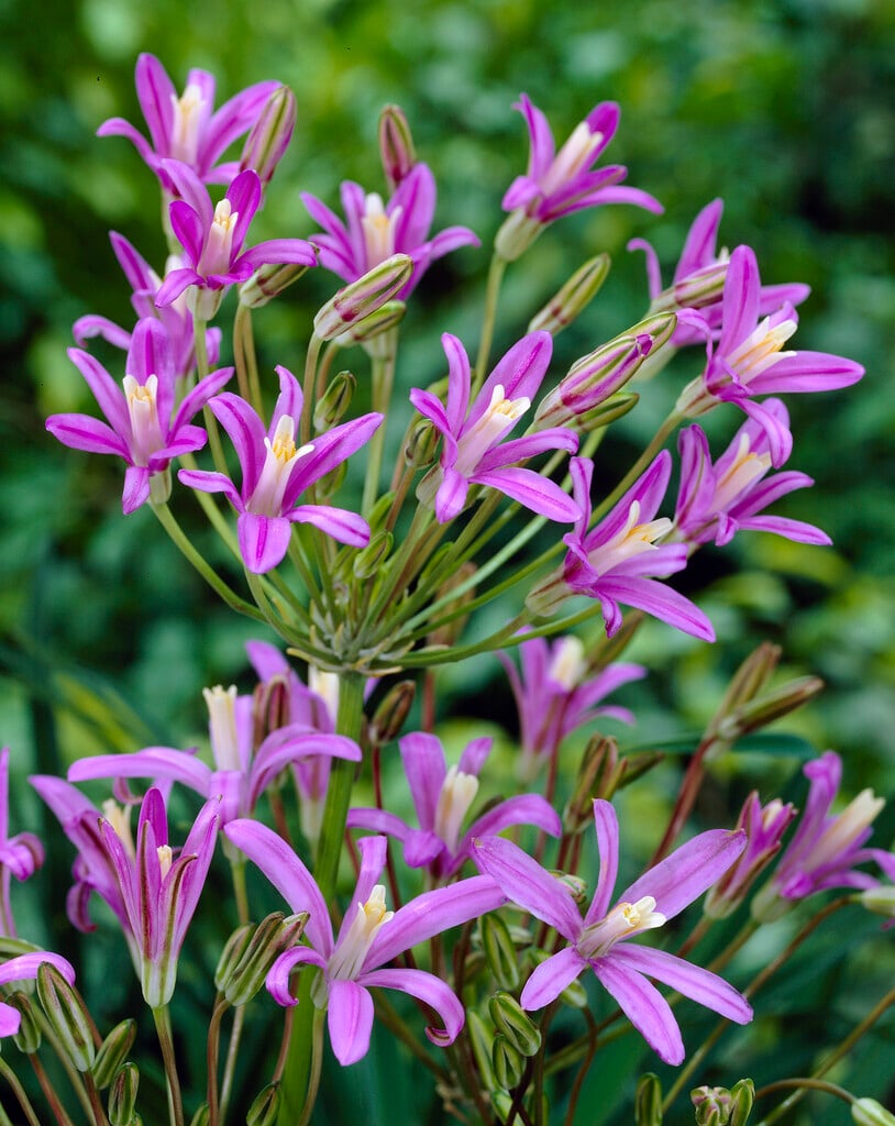California brodiaea