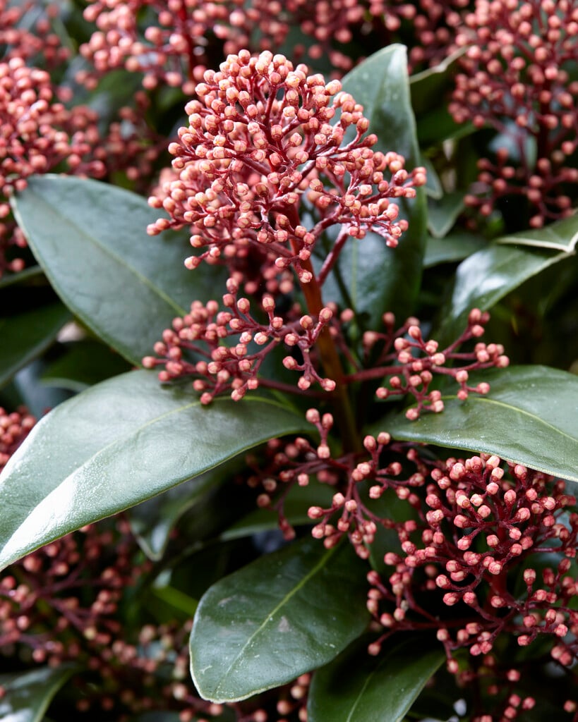 Japanese skimmia [Delight]