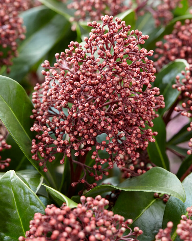 Japanese skimmia [Seduction]