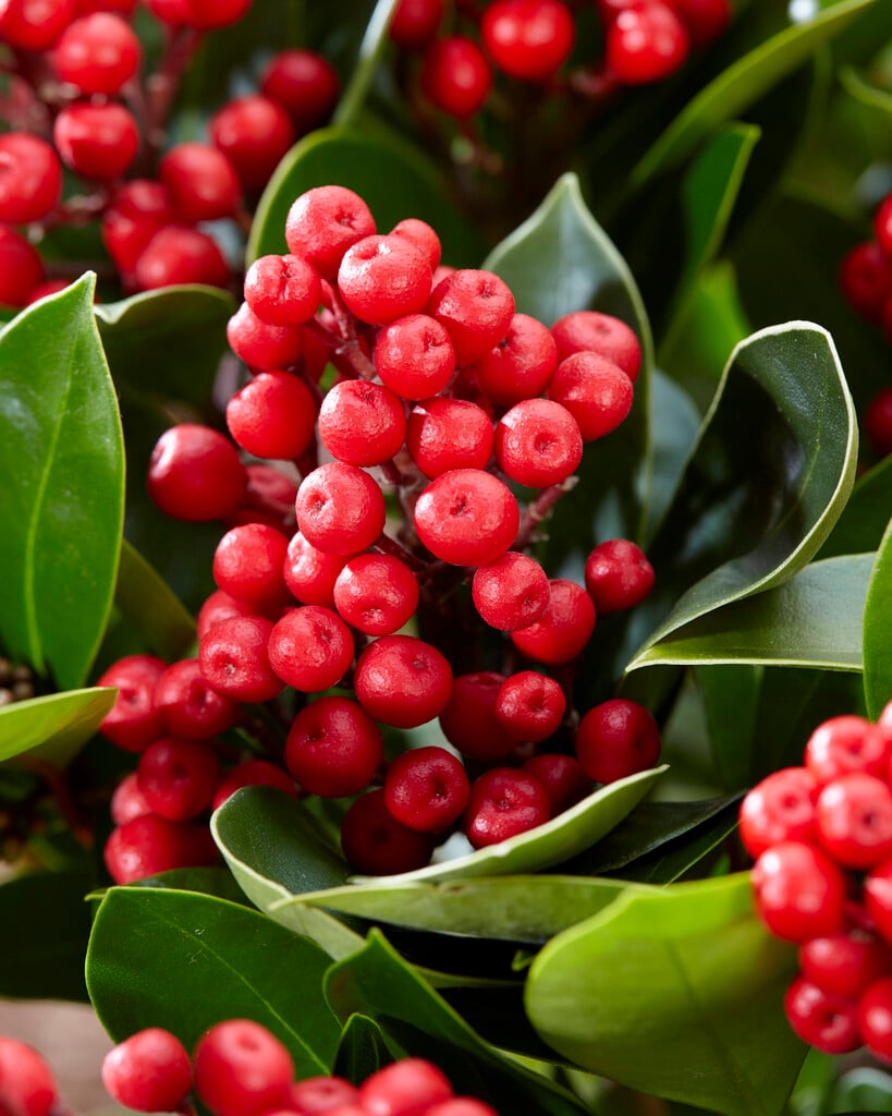 skimmia [Obsession]