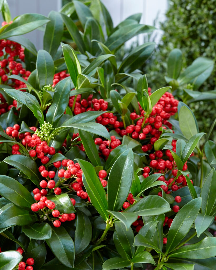 Japanese skimmia [Sensation]