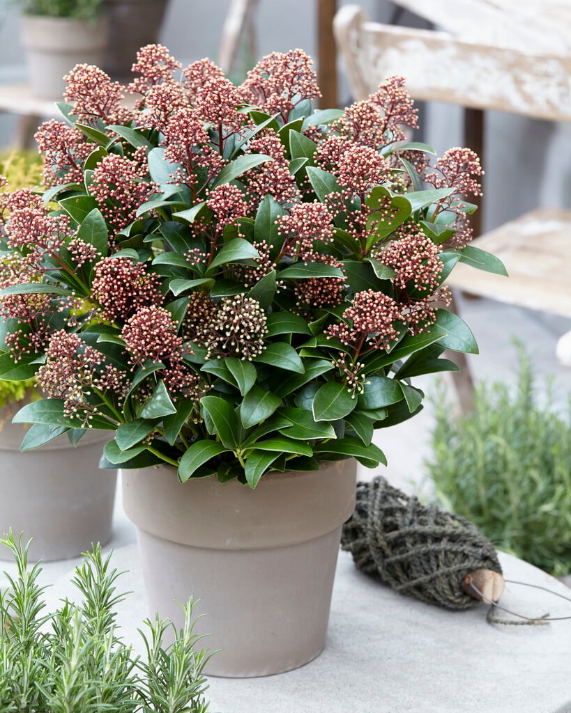 Japanese skimmia [Delight]