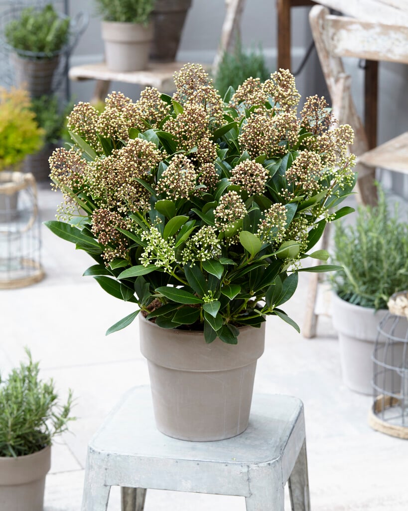 Japanese skimmia 'Attraction'