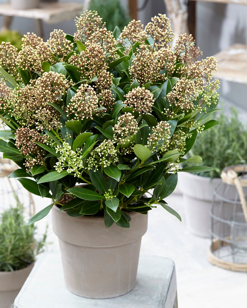 Japanese skimmia 'Attraction'