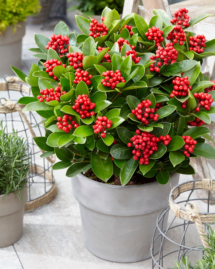 skimmia [Obsession]