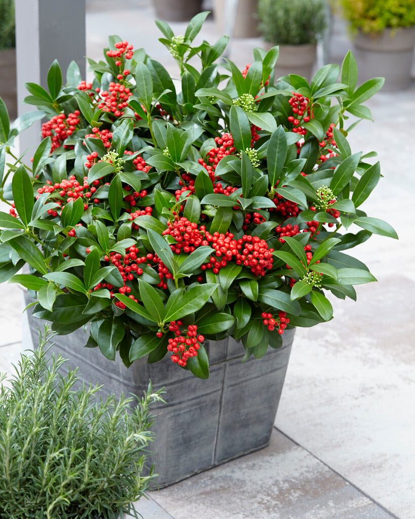 Japanese skimmia [Sensation]