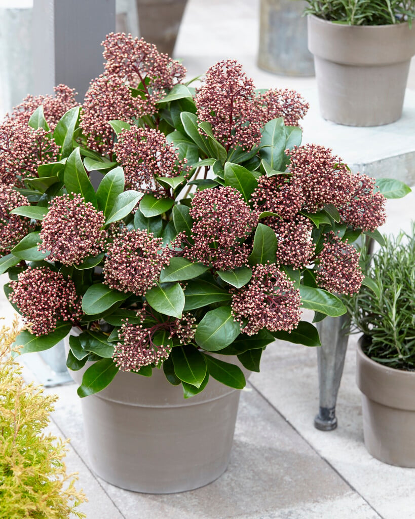 Japanese skimmia [Seduction]