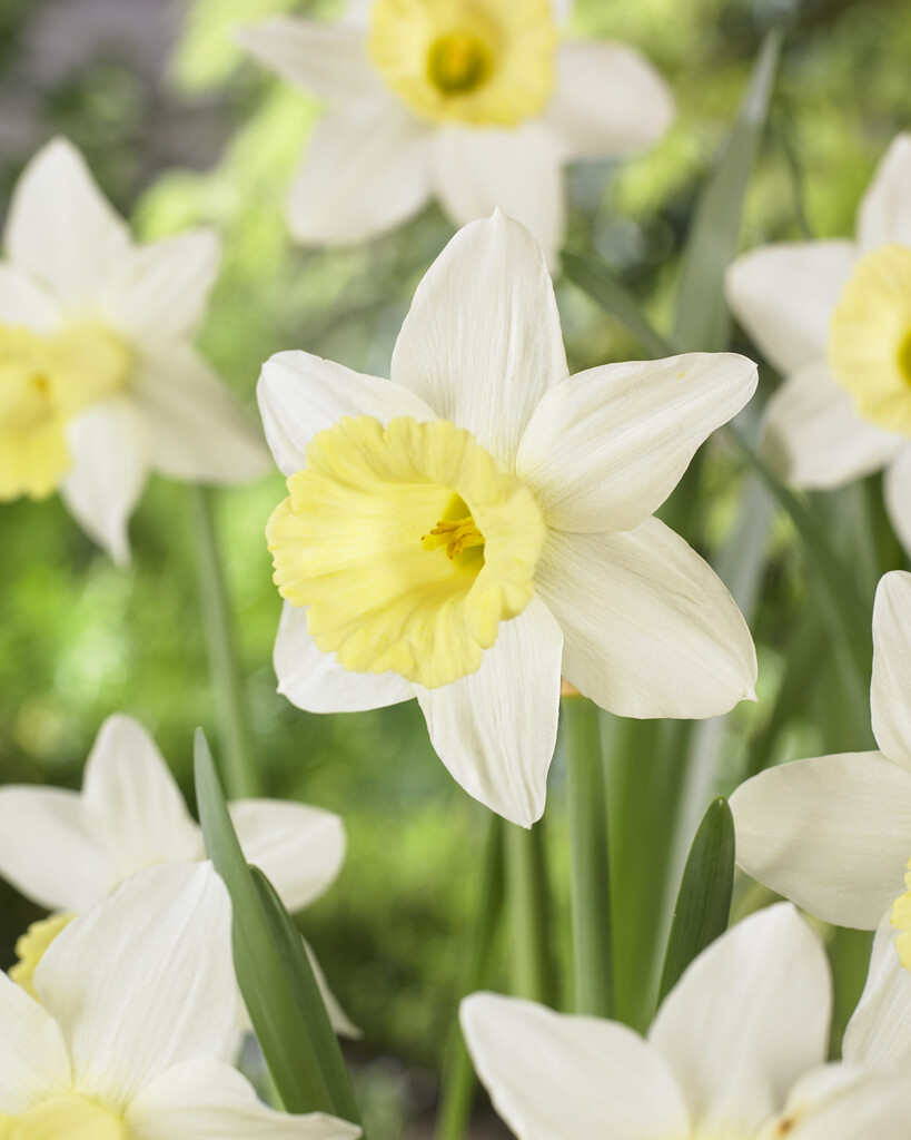 daffodil 'Peeping Jenny'