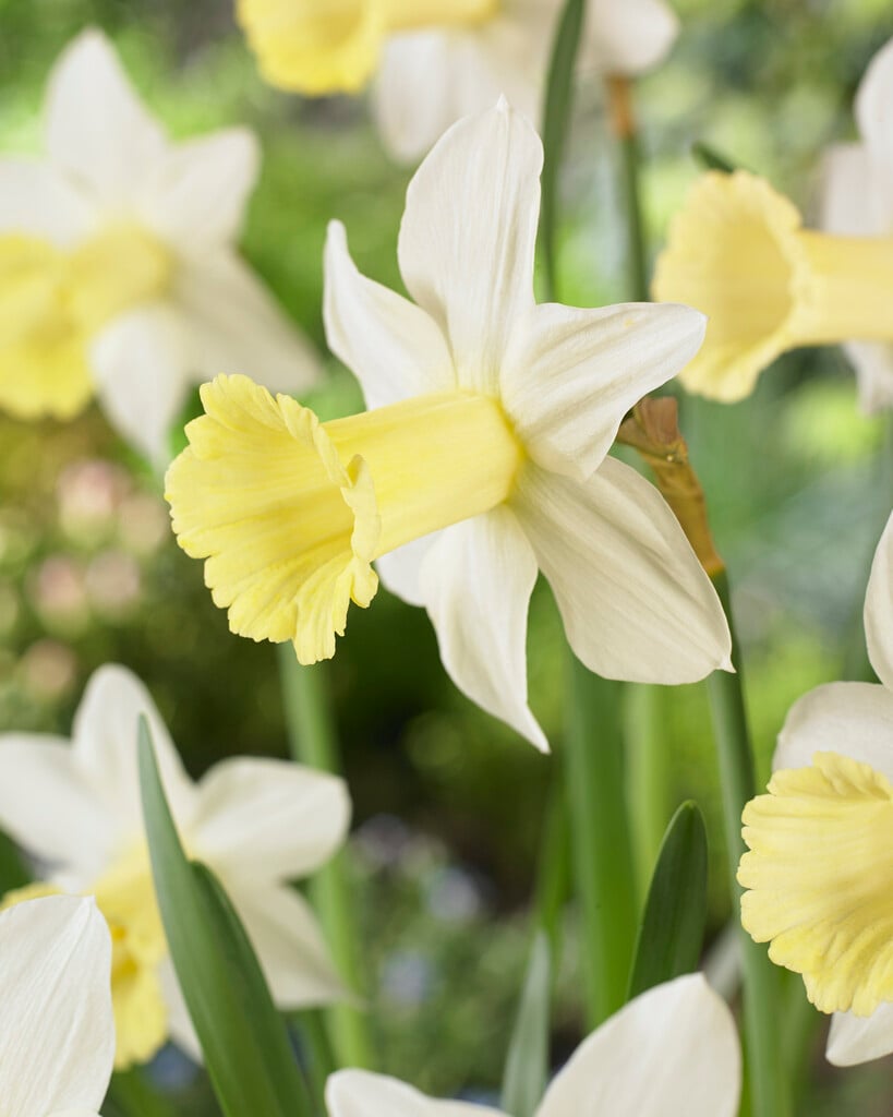 daffodil 'Peeping Jenny'