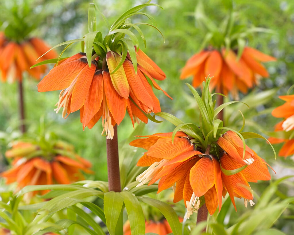 crown imperial 'Orange Beauty'