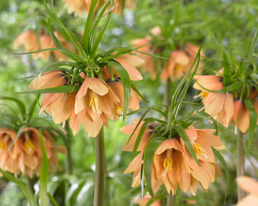 fritillary 'Early Fantasy'