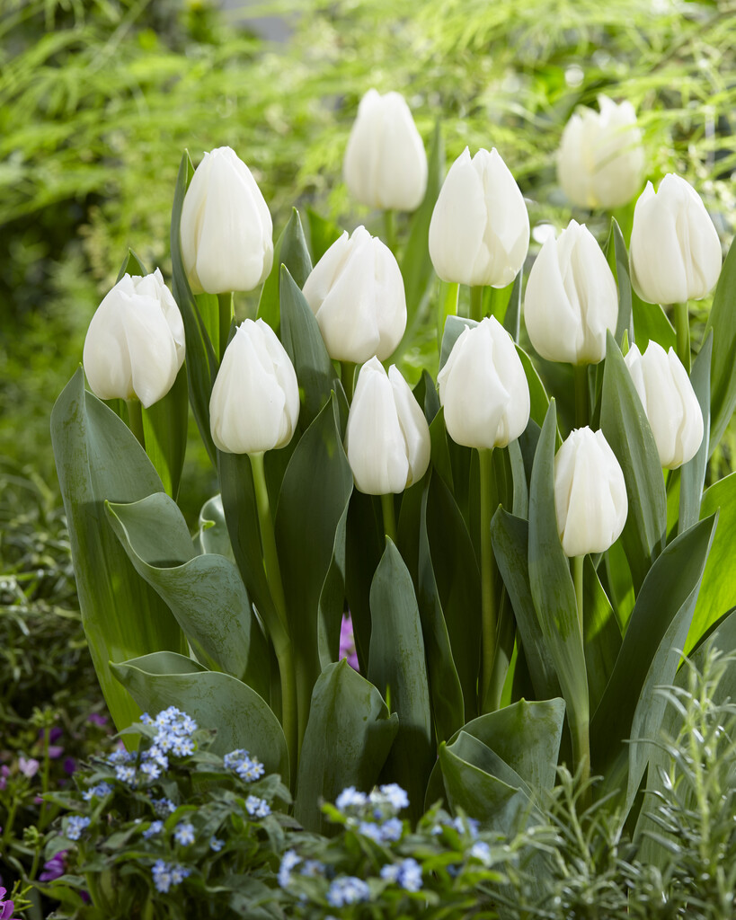 tulip 'White Marvel'