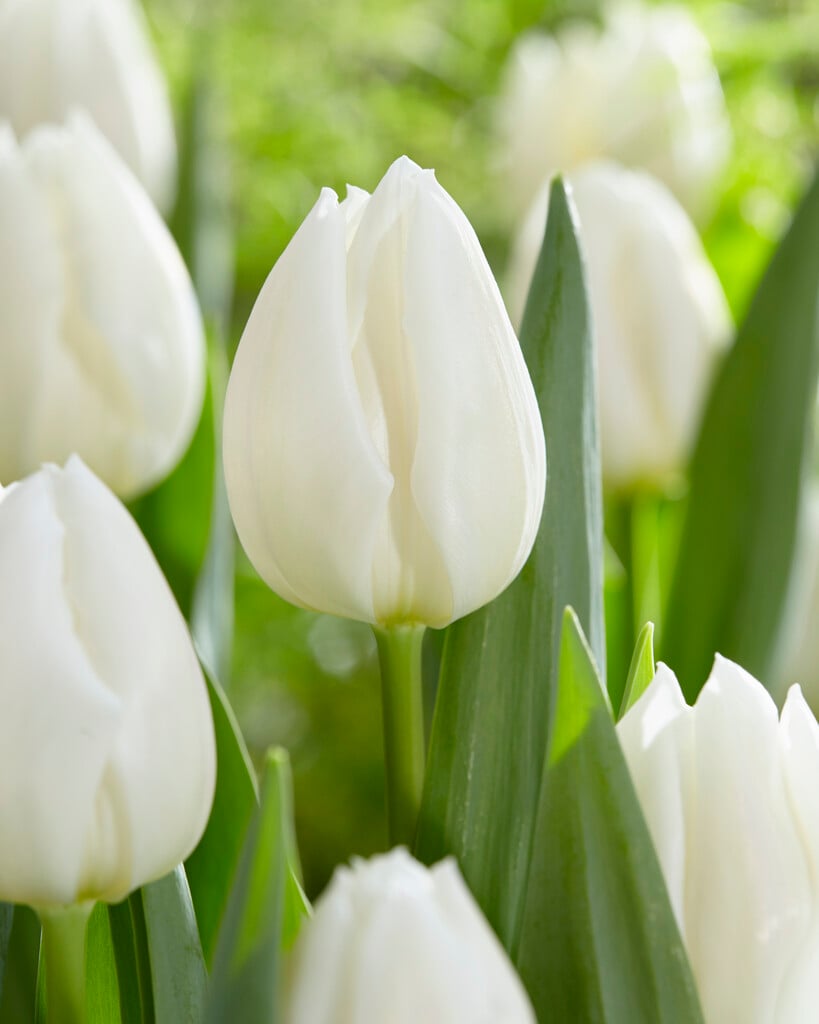 tulip 'White Marvel'