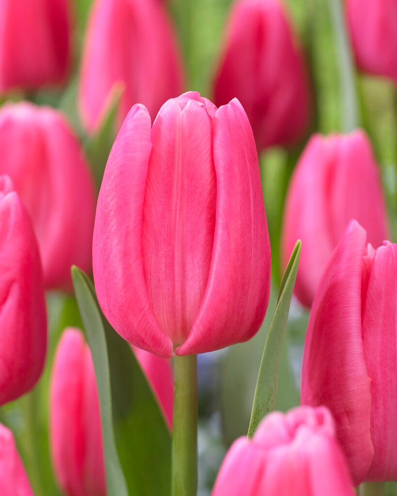 tulip 'In Love'