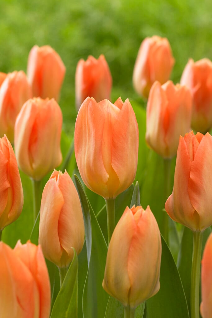 tulip 'Orange Breeze'