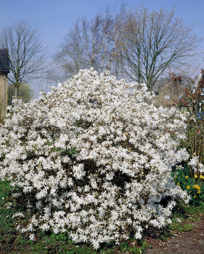 star magnolia