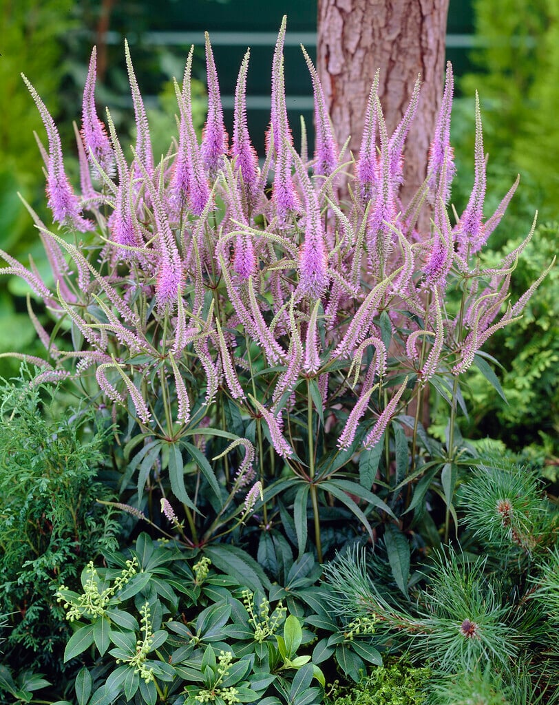 <i>Veronica</i> <i>longifolia</i> 'Fascination'