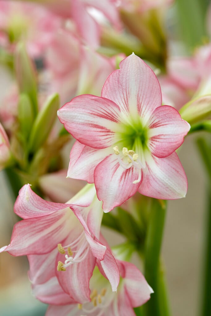 amaryllis 'Pink Rascal'