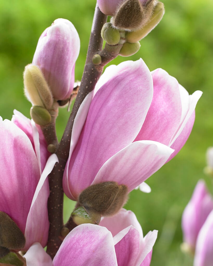 saucer magnolia 'Satisfaction'