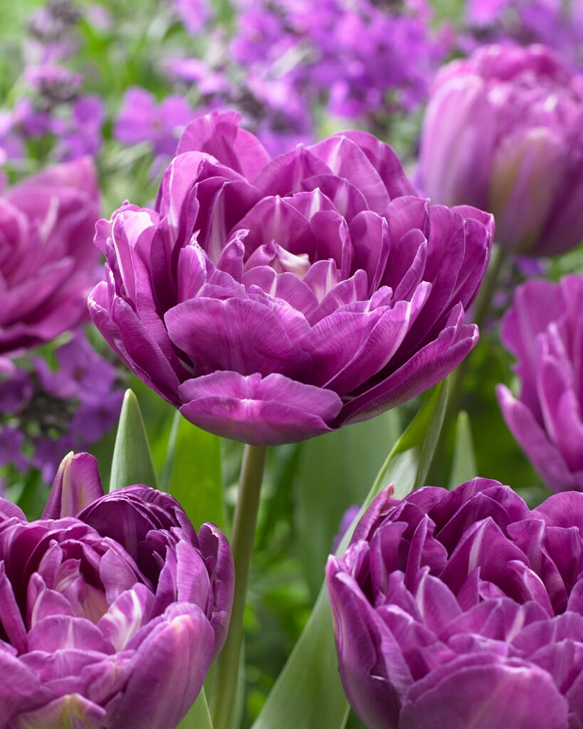 tulip 'Blue Spectacle'
