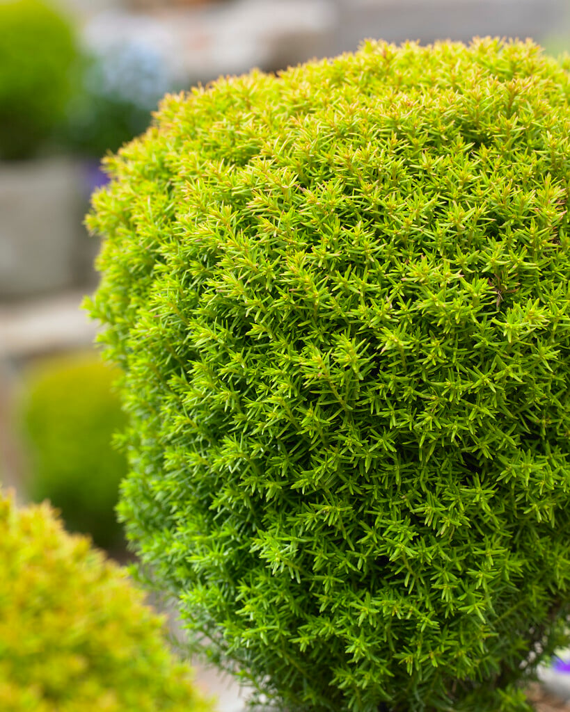 Thuja occidentalis 'Anniek'PBR|white cedar 'Anniek'/RHS Gardening