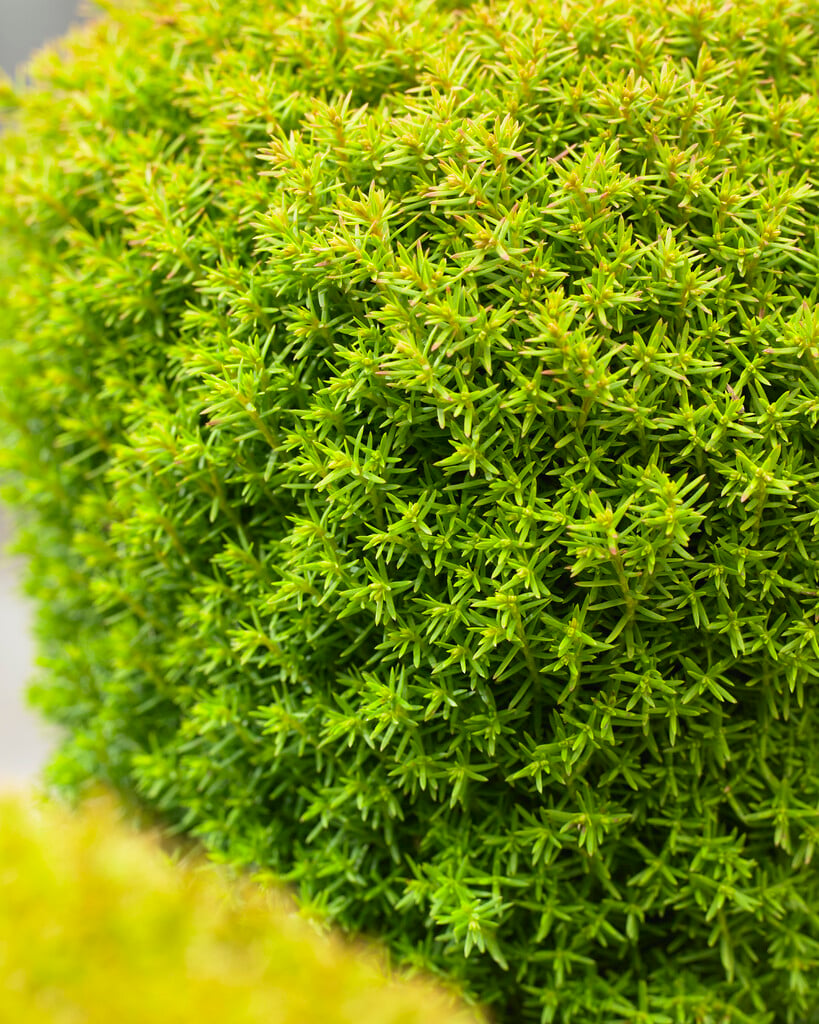 white cedar 'Anniek'