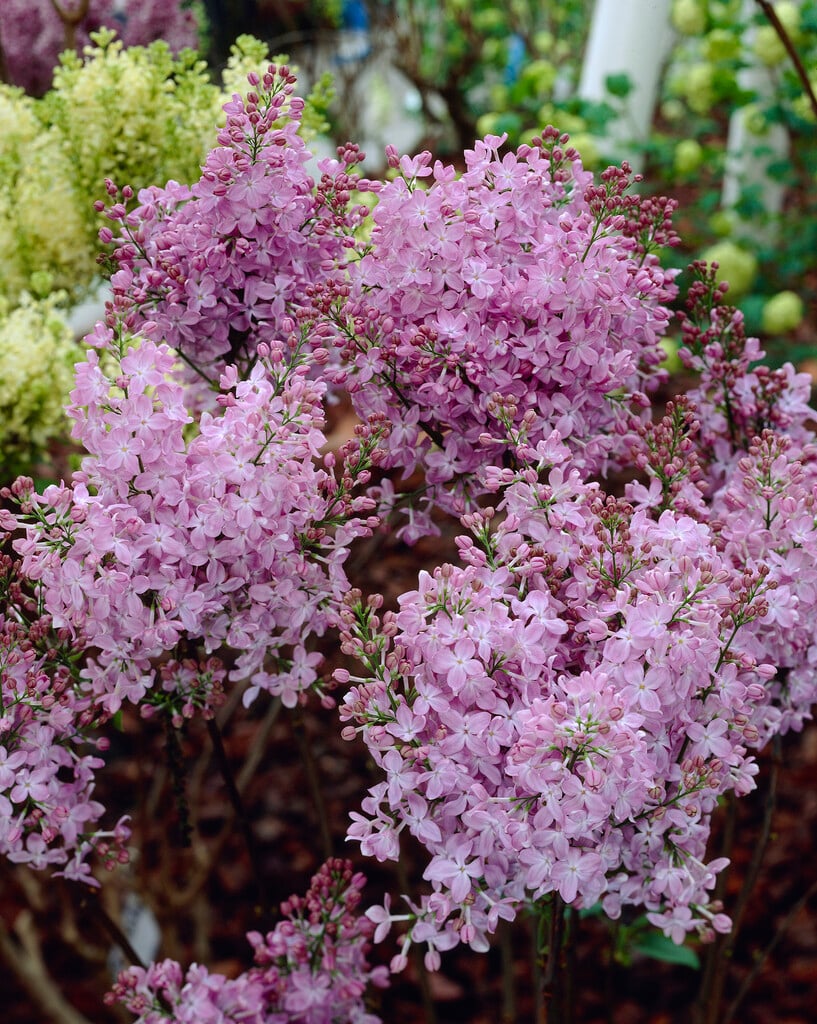 lilac 'Maréchal Foch'
