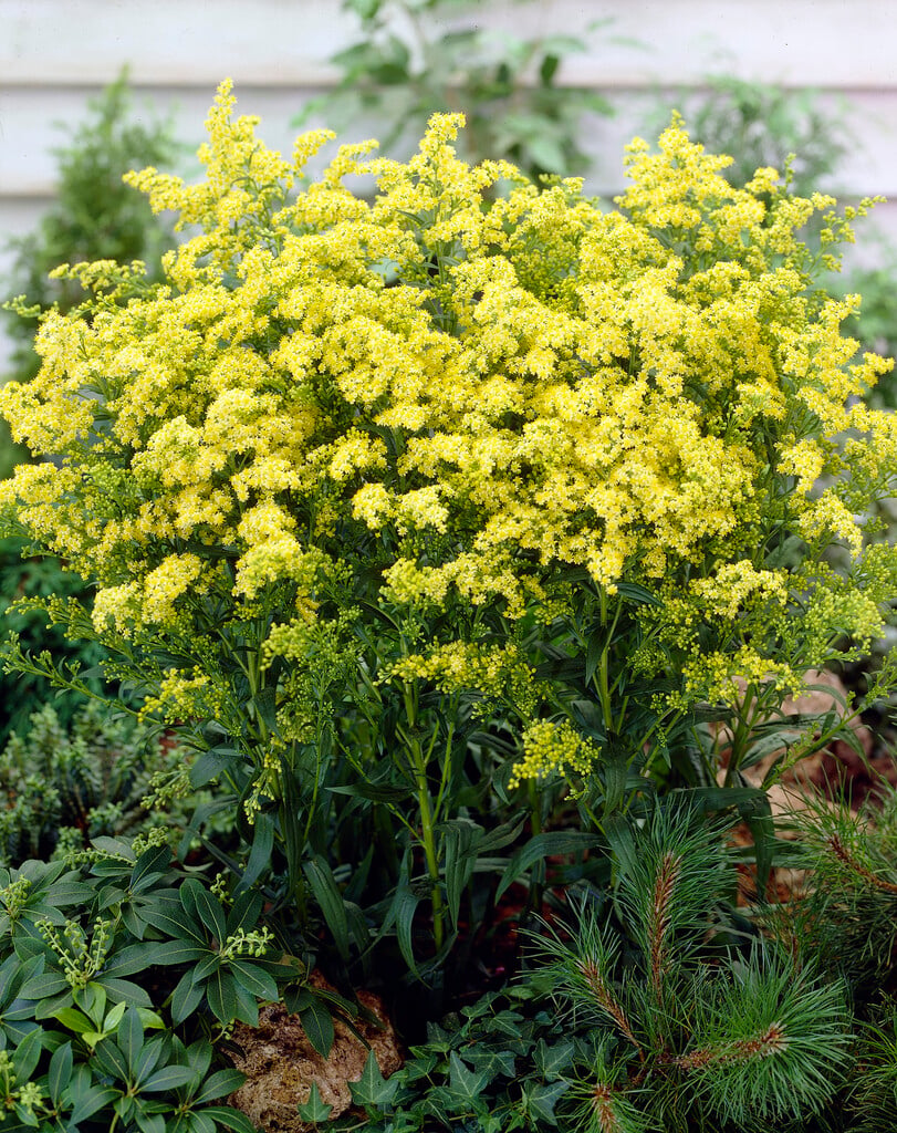 <i>Solidago</i> 'Solid Gold'
