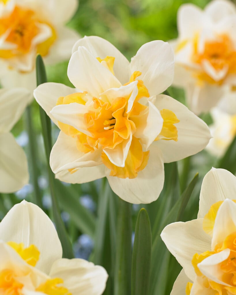 daffodil 'Sweet Desire'