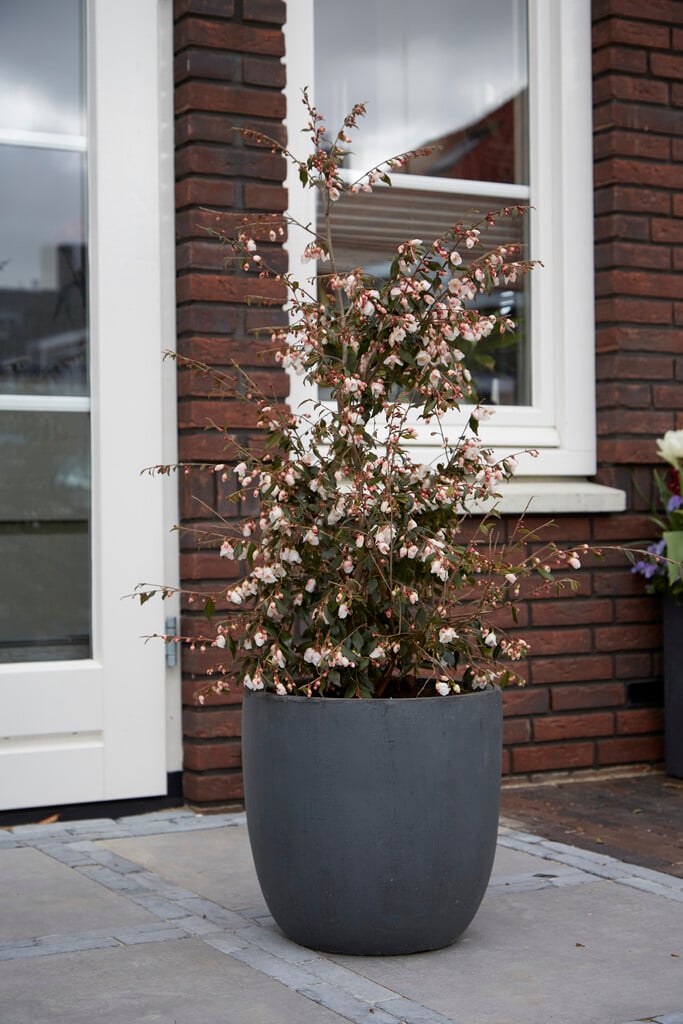 camellia 'Elina'