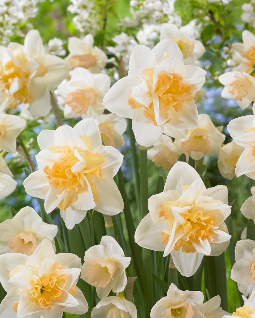 daffodil 'Sweet Smiles'