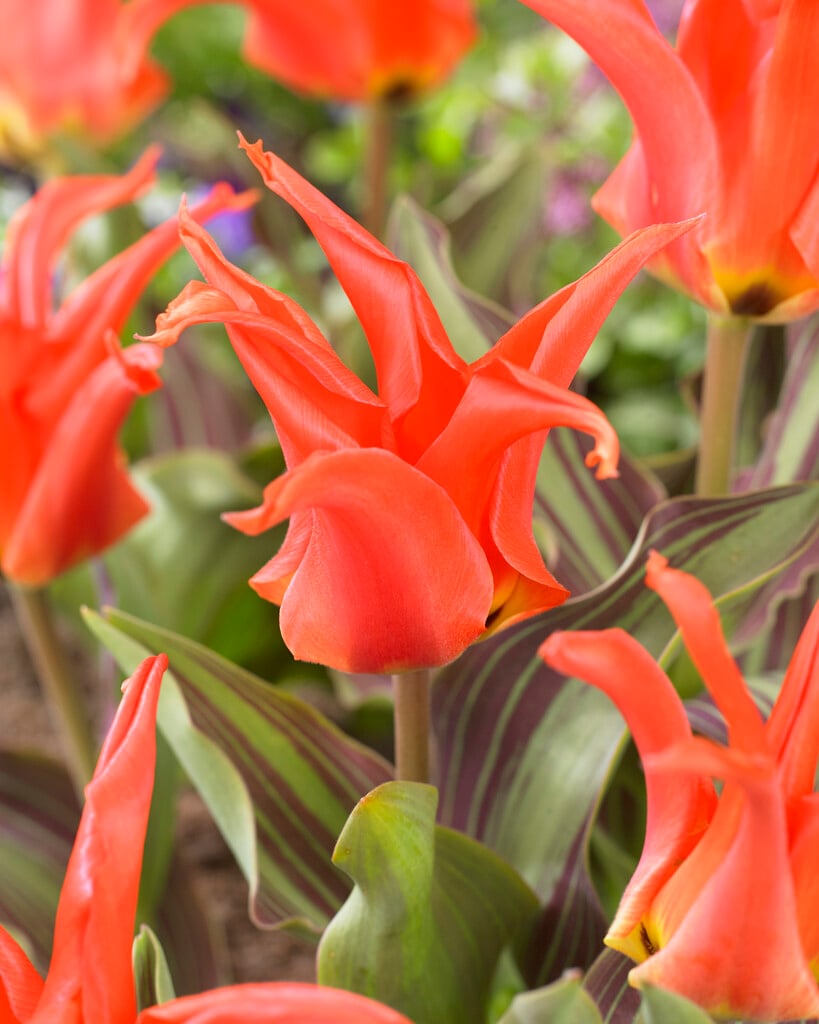 tulip 'Rigas Barikades'
