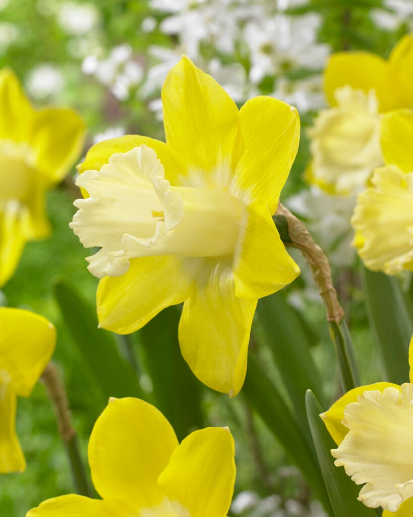 daffodil 'Teal'