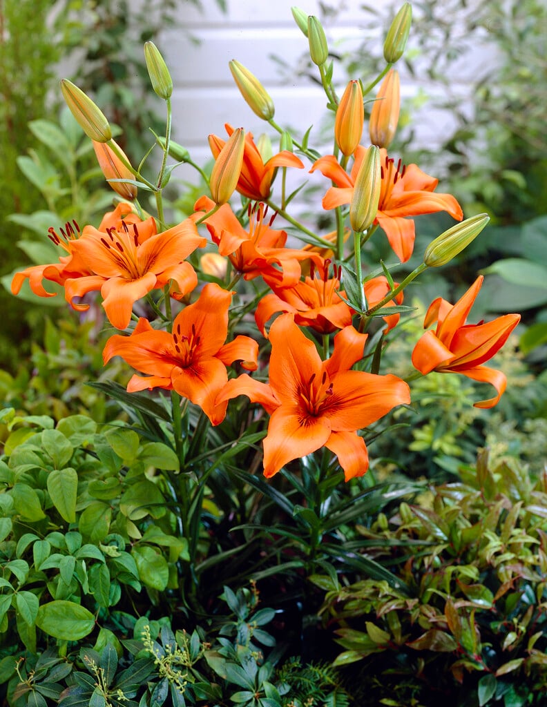 lily 'Brunello'
