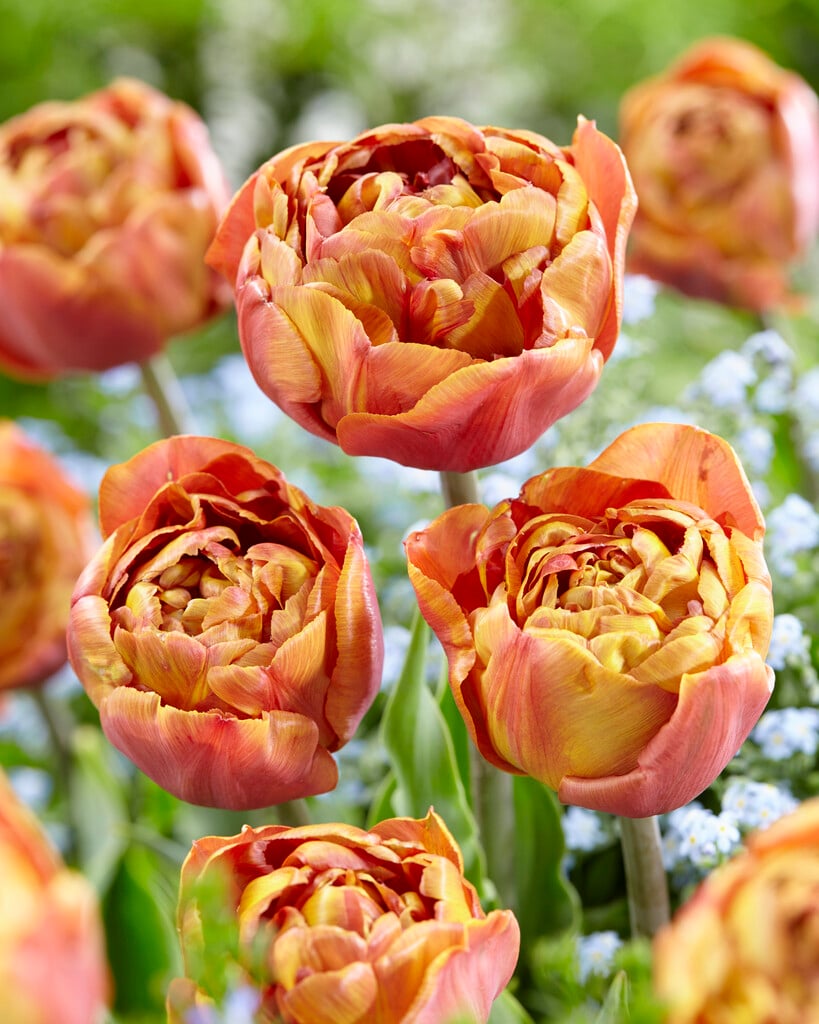 tulip 'Brownie'