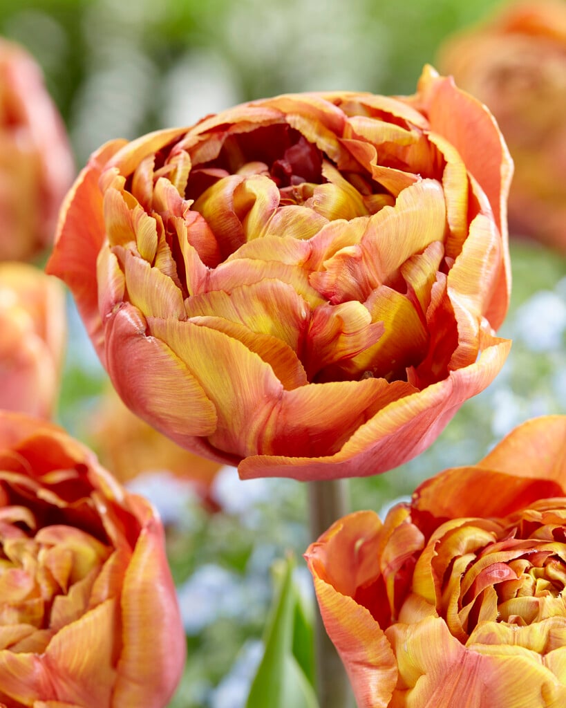 tulip 'Brownie'