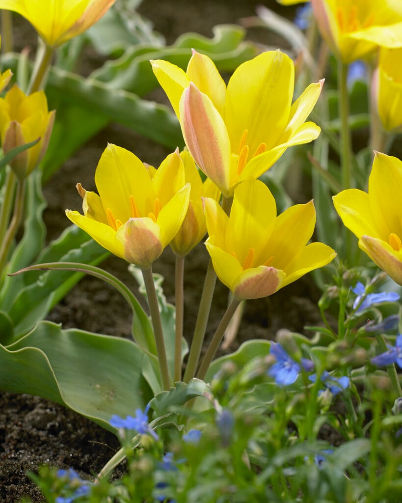 cowslip-scented tulip