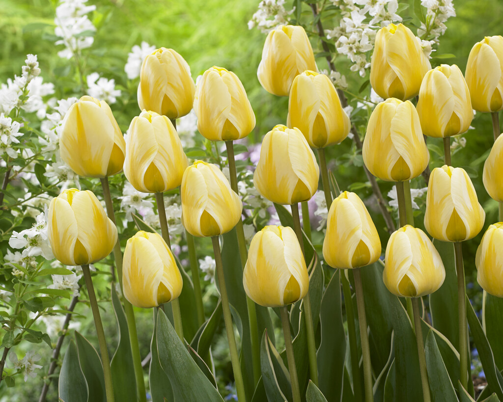 tulip 'Cream Cocktail'