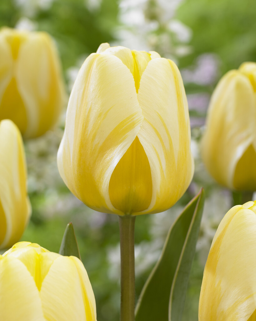 tulip 'Cream Cocktail'