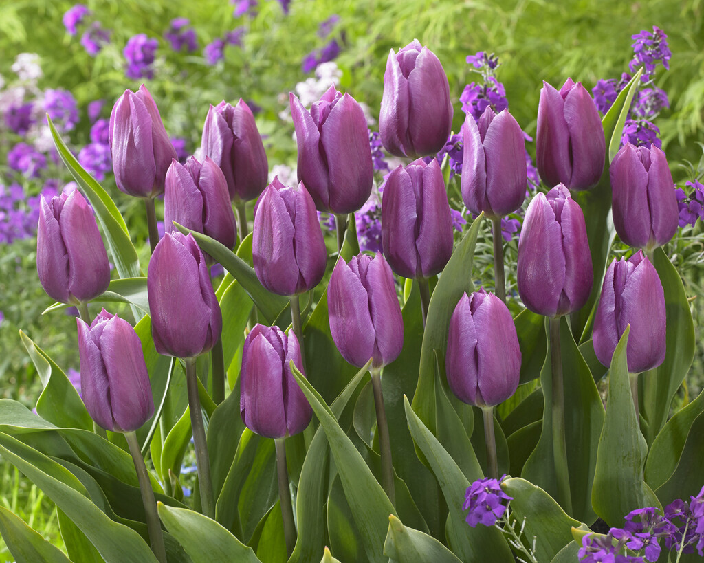 tulip 'Blue Beauty'