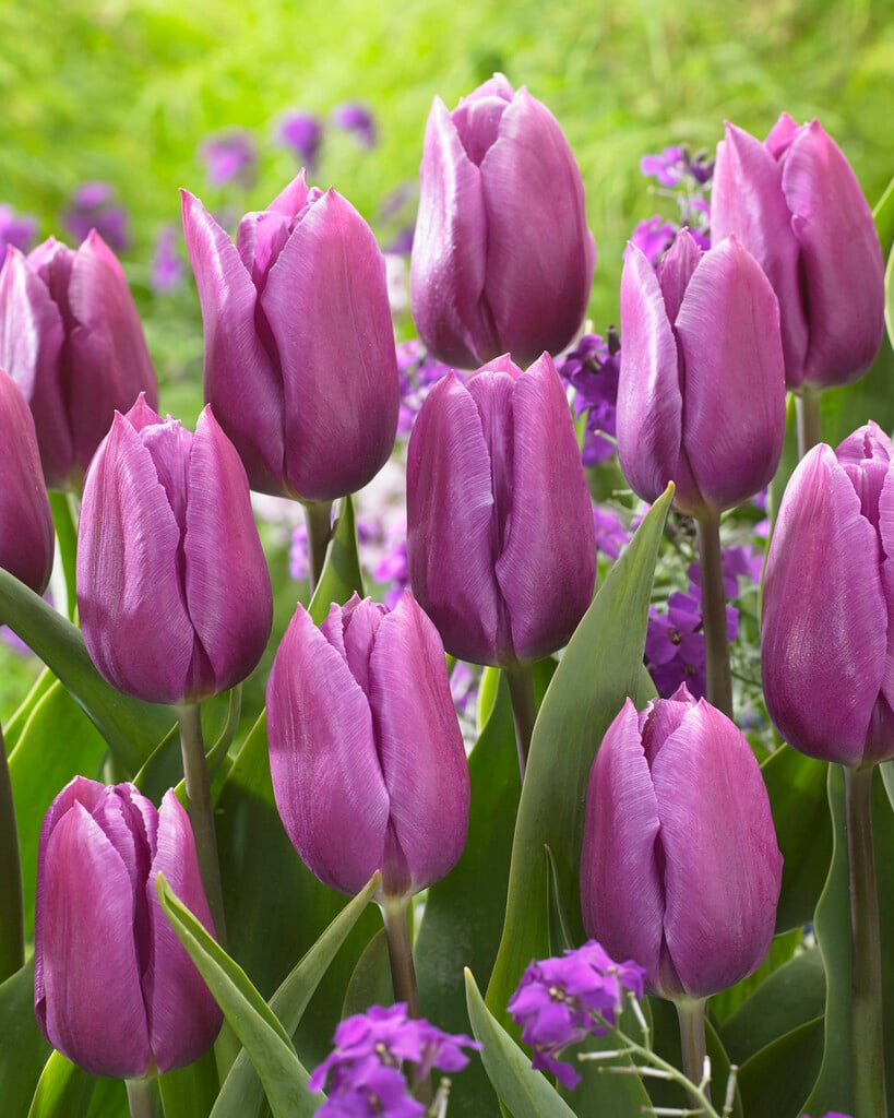 tulip 'Blue Beauty'