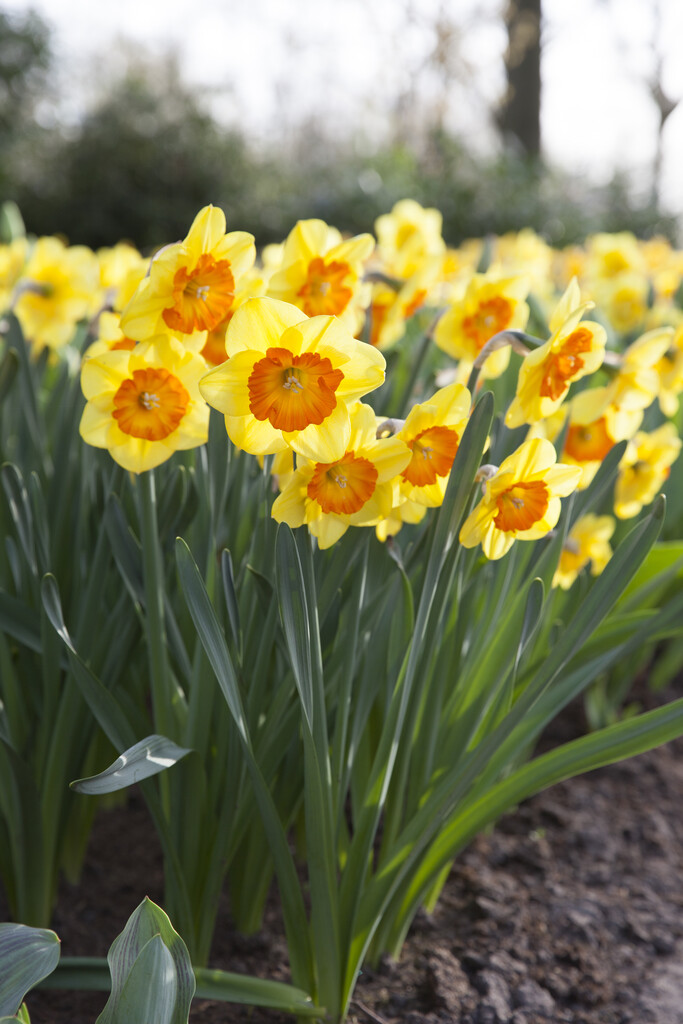 daffodil 'Multnomah'