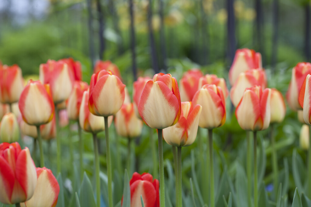 tulip 'American Dream'