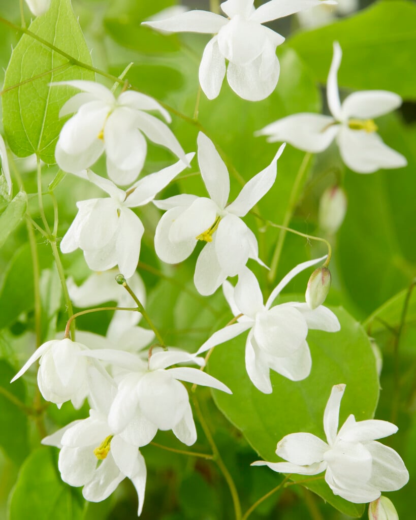 snowy barrenwort