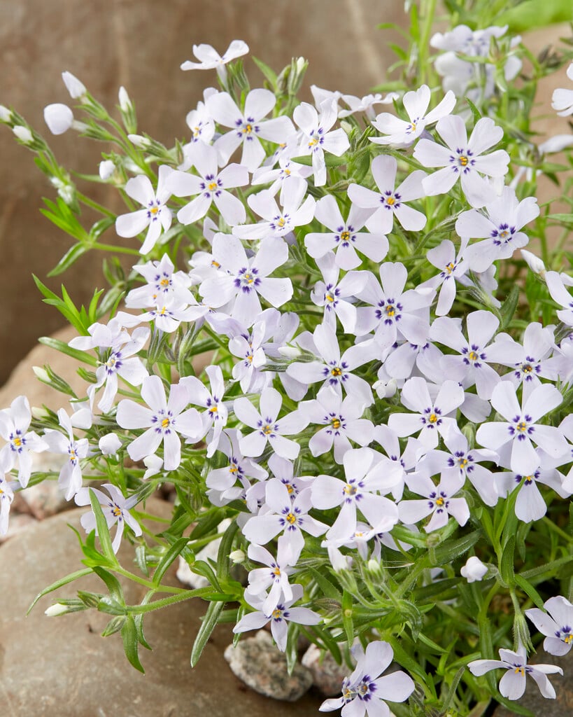 moss phlox 'Bonita'
