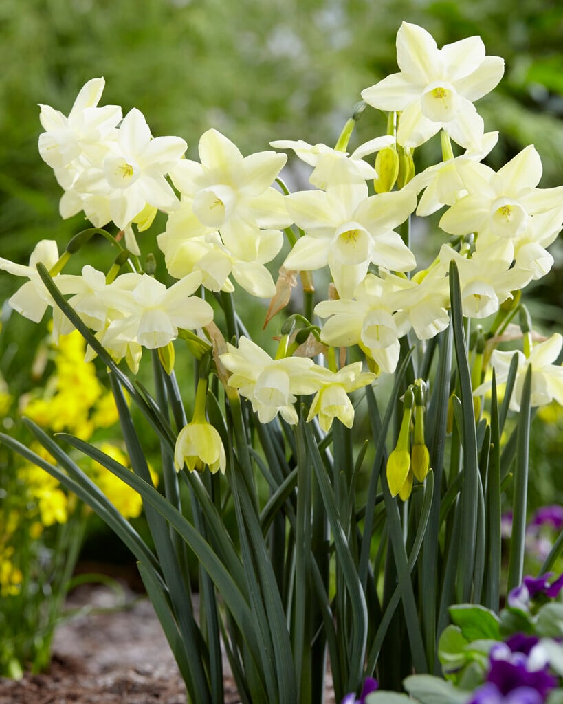 daffodil 'Moonlight Sensation'