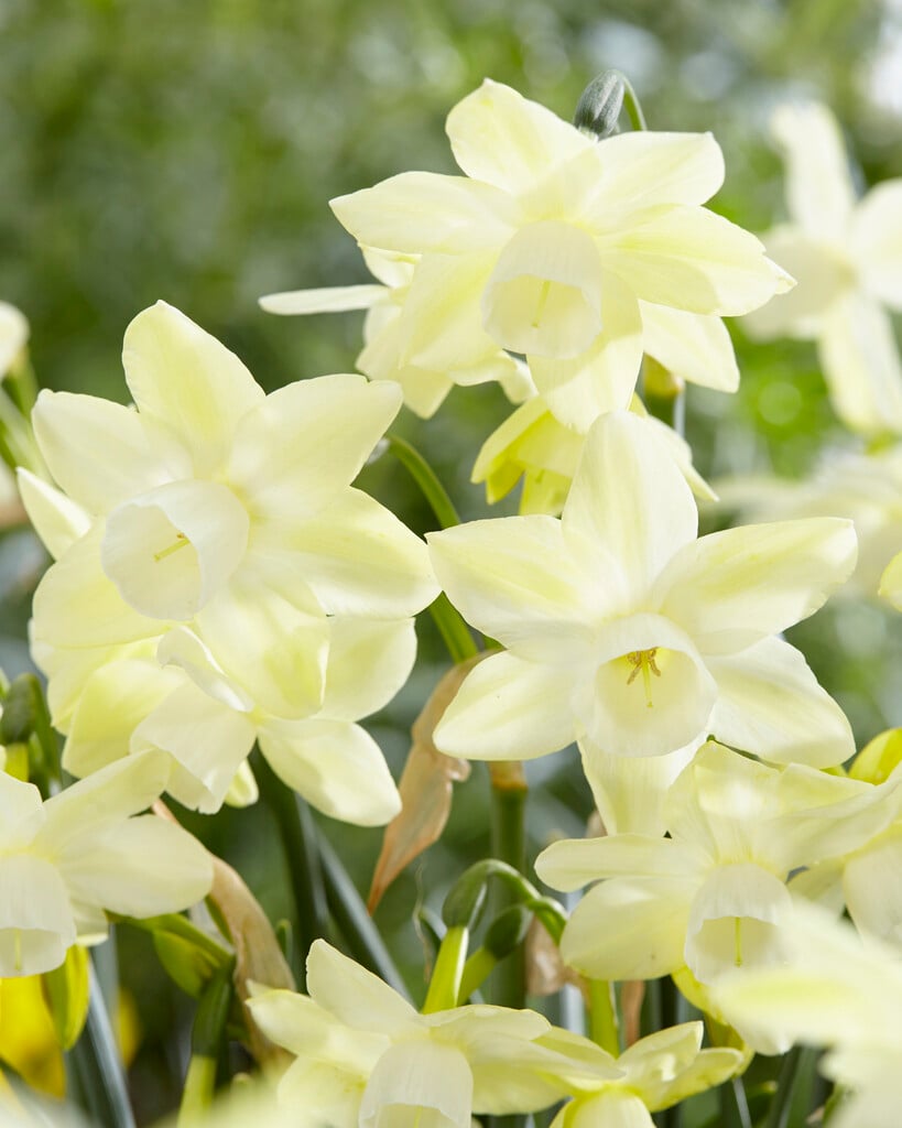 daffodil 'Moonlight Sensation'