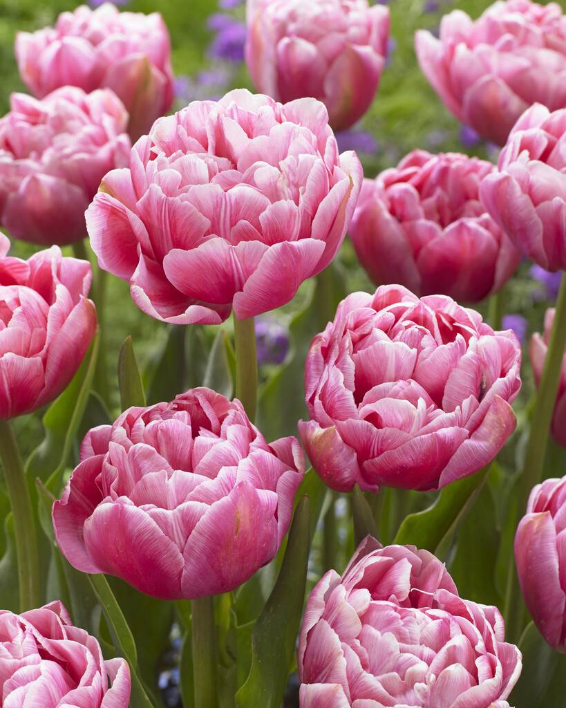 tulip 'Aveyron'
